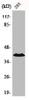 Western Blot analysis of 293 cells using CCRL1 Polyclonal Antibody