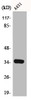 Western Blot analysis of A431 cells using Cdk2/Cdc2 Polyclonal Antibody