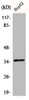 Western Blot analysis of COLO205 cells using CdkL4 Polyclonal Antibody