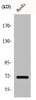 Western Blot analysis of HuvEc cells using Cox-1 Polyclonal Antibody
