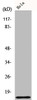 Western Blot analysis of 293 cells using COX17 Polyclonal Antibody
