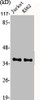 Western Blot analysis of Jurkat K562 cells using CREB-2 Polyclonal Antibody