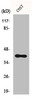 Western Blot analysis of COS7 cells using CXCR-7 Polyclonal Antibody