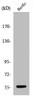 Western Blot analysis of COLO205 cells using CYP2S1 Polyclonal Antibody