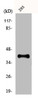 Western Blot analysis of 293 cells using Dlx-3 Polyclonal Antibody