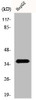 Western Blot analysis of HepG2 cells using DnaJB4 Polyclonal Antibody