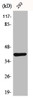 Western Blot analysis of mouse lung cells using Dok-4 Polyclonal Antibody