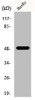Western Blot analysis of HepG2 cells using EF-1 γ Polyclonal Antibody
