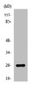 Western Blot analysis of COLO205 cells using eIF4E Polyclonal Antibody