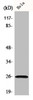 Western Blot analysis of HeLa cells using Ephrin-A5 Polyclonal Antibody