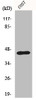 Western Blot analysis of COS7 cells using Ephrin-B1 Polyclonal Antibody