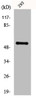 Western Blot analysis of 293 cells using Fgl2 Polyclonal Antibody