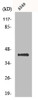 Western Blot analysis of A549 cells using Flotillin-2 Polyclonal Antibody