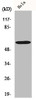 Western Blot analysis of HeLa cells using G3BP1 Polyclonal Antibody