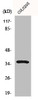 Western Blot analysis of COLO205 cells using Galectin-4 Polyclonal Antibody