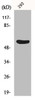 Western Blot analysis of 293 cells using Gasdermin C Polyclonal Antibody