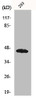 Western Blot analysis of HuvEc cells using GBDR1 Polyclonal Antibody