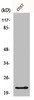 Western Blot analysis of COS7 cells using GCG Polyclonal Antibody