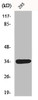 Western Blot analysis of HepG2 cells using GDF-15 Polyclonal Antibody