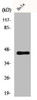 Western Blot analysis of HeLa cells using GPR38 Polyclonal Antibody