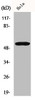 Western Blot analysis of LOVO cells using GRASP55 Polyclonal Antibody