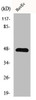 Western Blot analysis of HepG2 cells using GRIN2 Polyclonal Antibody