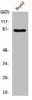 Western Blot analysis of HeLa cells using GRK 3 Polyclonal Antibody