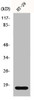 Western Blot analysis of HT29 cells using Histone H2B Polyclonal Antibody