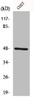Western Blot analysis of COS7 cells using IKKγ Polyclonal Antibody