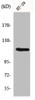 Western Blot analysis of HT29 cells using MLK4 Polyclonal Antibody