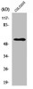 Western Blot analysis of HepG2 cells using NPY5-R Polyclonal Antibody