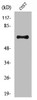 Western Blot analysis of COS7 cells using NUB1 Polyclonal Antibody