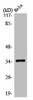 Western Blot analysis of MCF7 cells using Olfactory receptor 10H1 Polyclonal Antibody