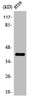 Western Blot analysis of HT29 cells using Olfactory receptor 2A25 Polyclonal Antibody