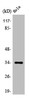 Western Blot analysis of HeLa cells using Olfactory receptor 4P4 Polyclonal Antibody