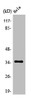 Western Blot analysis of HepG2 cells using Olfactory receptor 6C3 Polyclonal Antibody
