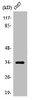 Western Blot analysis of COS7 cells using Olfactory receptor 7A10 Polyclonal Antibody