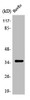 Western Blot analysis of HuvEc cells using Olfactory receptor 7C2 Polyclonal Antibody