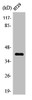 Western Blot analysis of HT29 cells using Olfactory receptor 8S1 Polyclonal Antibody