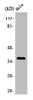 Western Blot analysis of HT29 cells using Olfactory receptor 9Q2 Polyclonal Antibody