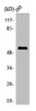 Western Blot analysis of 293 cells using OMG Polyclonal Antibody