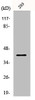 Western Blot analysis of 293 cells using PAR4 Polyclonal Antibody