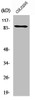 Western Blot analysis of COLO205 cells using PCAF Polyclonal Antibody