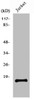 Western Blot analysis of Jurkat cells using PDGF-A Polyclonal Antibody