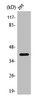 Western Blot analysis of 293 cells using PP2Cκ Polyclonal Antibody