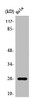 Western Blot analysis of HeLa cells using PRX III Polyclonal Antibody