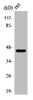 Western Blot analysis of HepG2 cells using PSMD11 Polyclonal Antibody