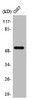 Western Blot analysis of COS7 cells using PTEN Polyclonal Antibody