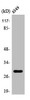 Western Blot analysis of 293 cells using PTTG1/2/3 Polyclonal Antibody
