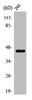 Western Blot analysis of 293 cells using Ptx3 Polyclonal Antibody